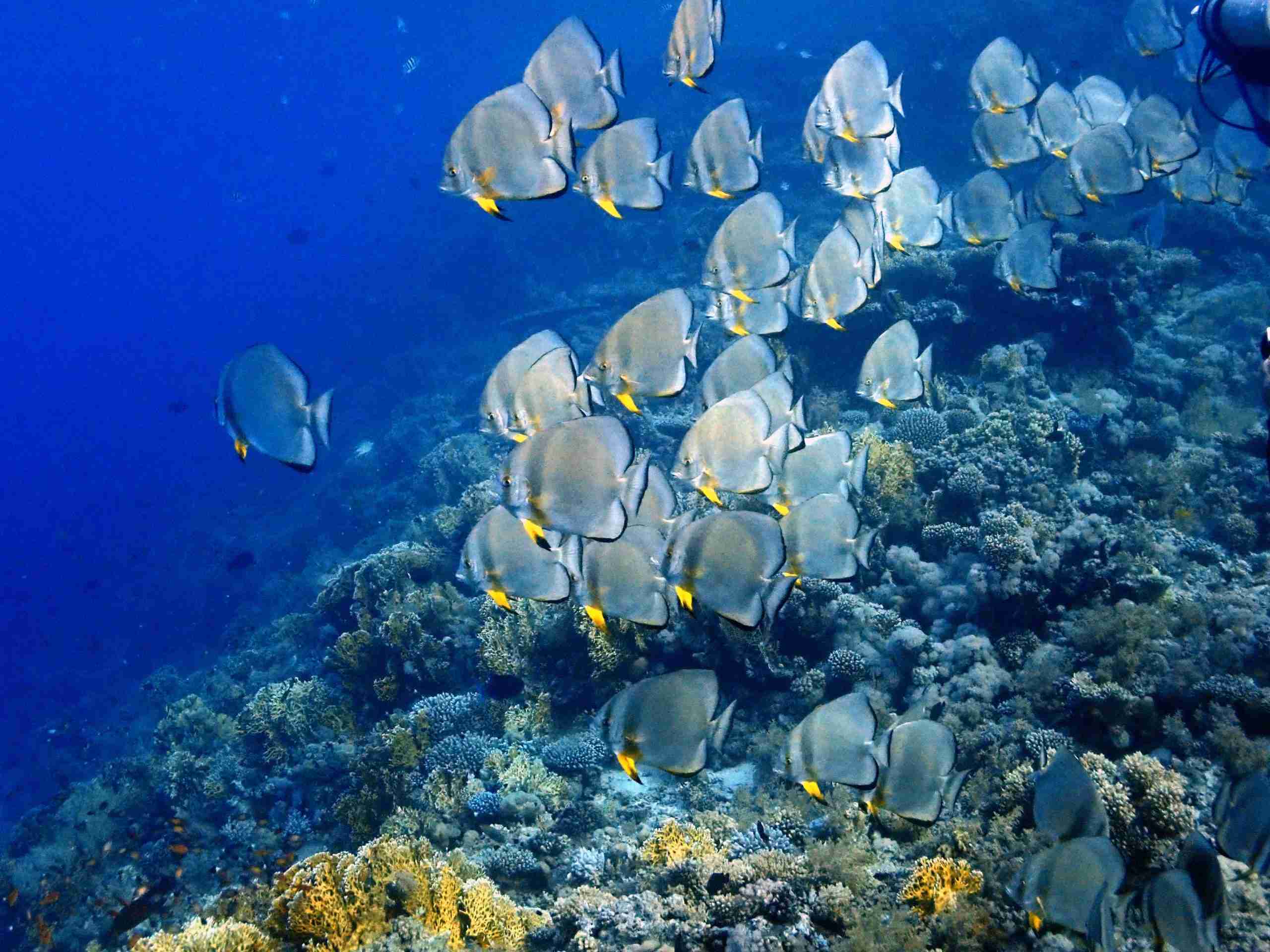 Batfish schooling on the Hurghada local dive sites
