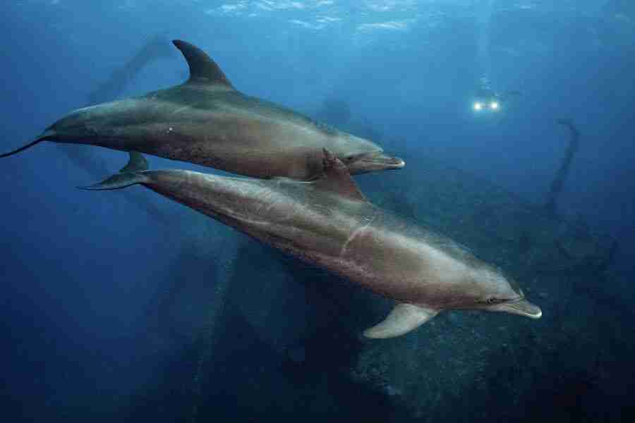 Dolphins over the Giannis D wreck at Abu Nuhas