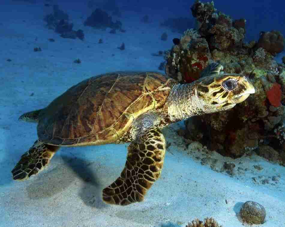 Hawksbill turtle over sand at a Giftun reef