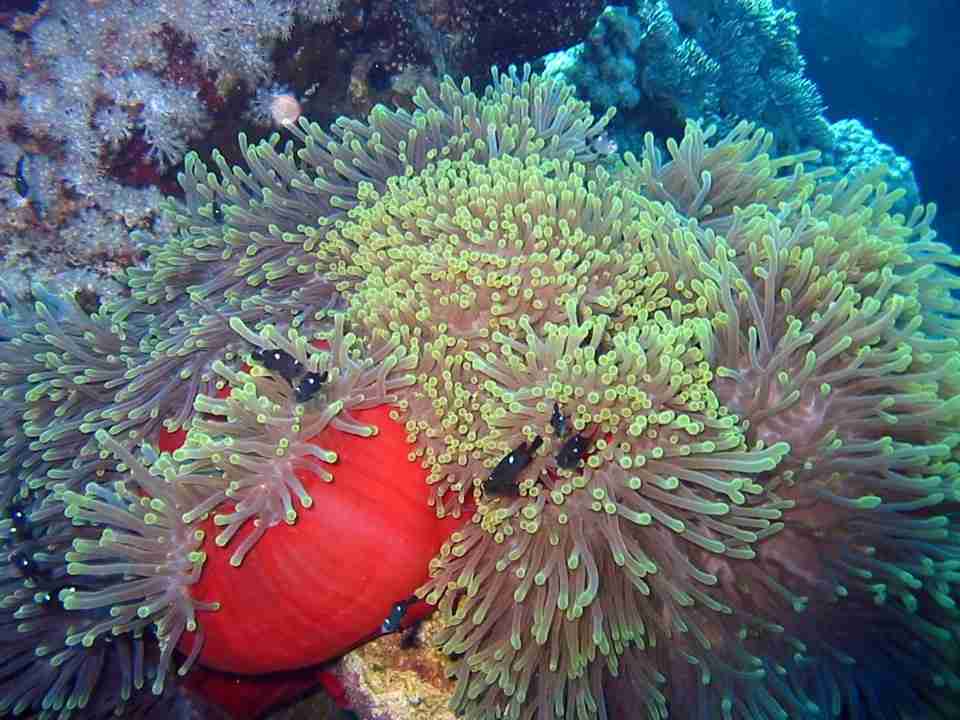 Anemonefish in an anemone on the Hurghada local dive sites