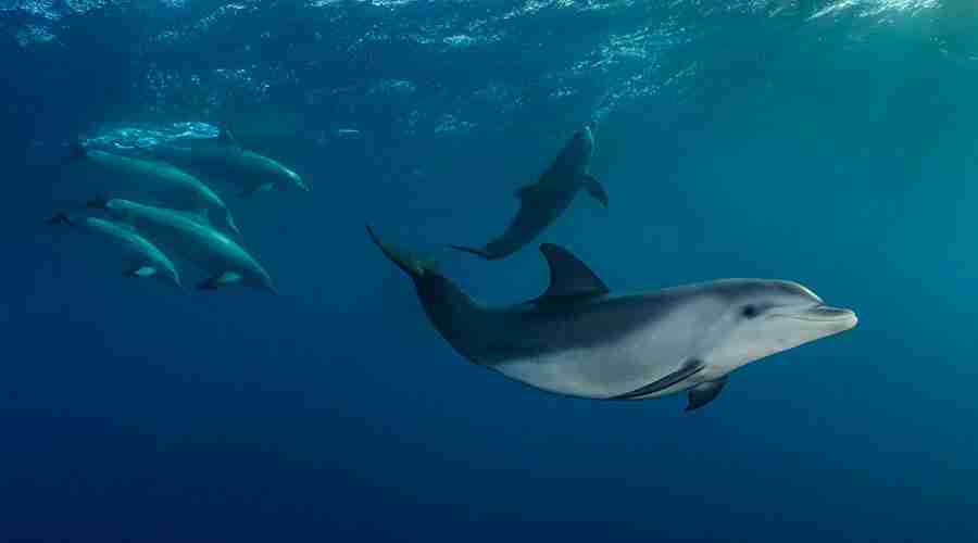 A dolphin passing below the surface