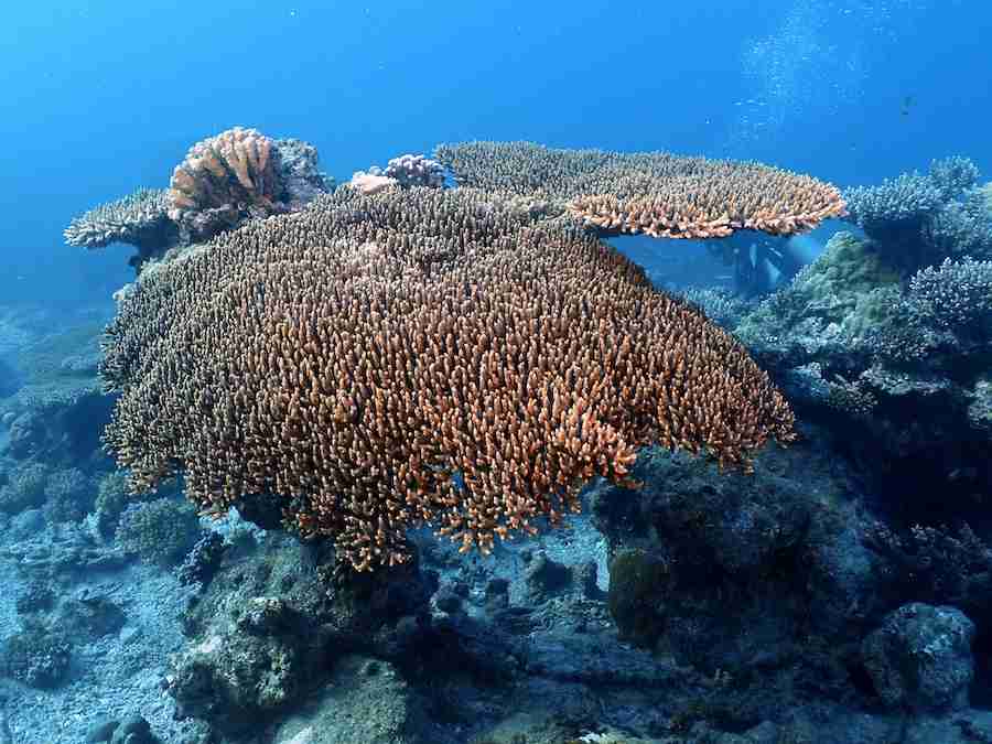 Coral table on an Elba Reef liveaboard dive
