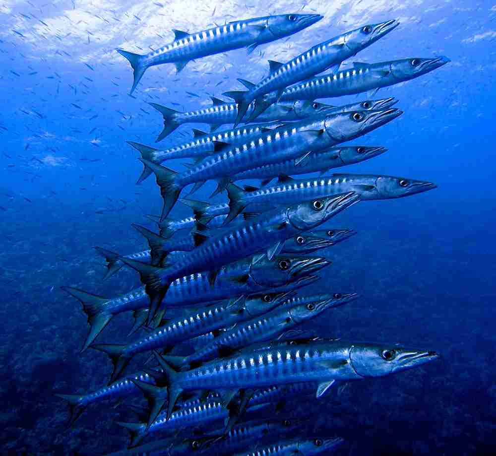 School of barracuda on a Ras Mohammed diving site