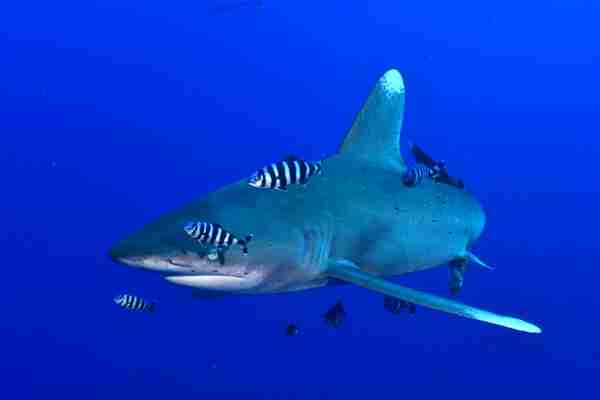 Oceanic whitetip shark on the Elba Reef liveaboard route