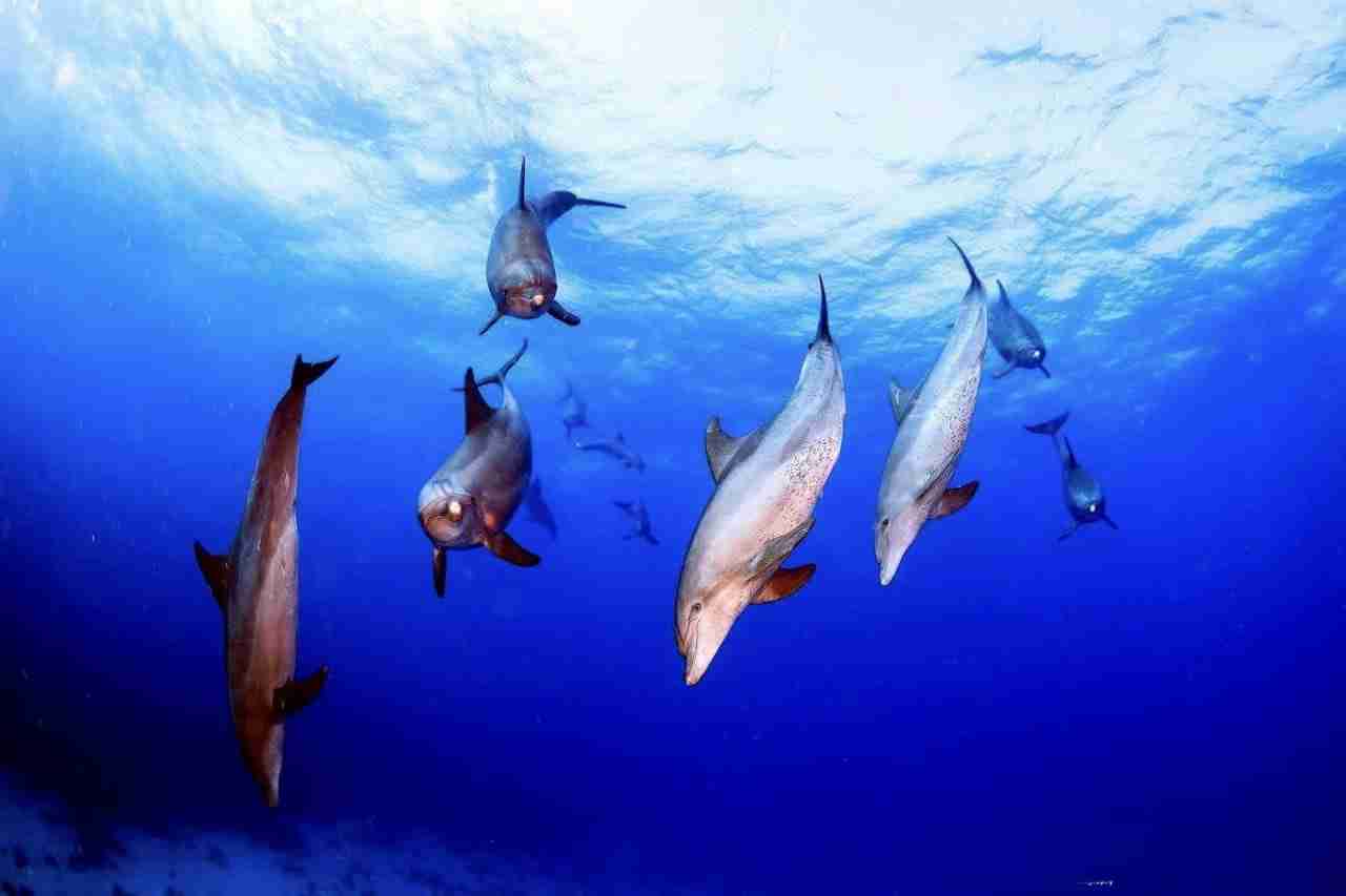 Dolphins in the Egyptian Red Sea