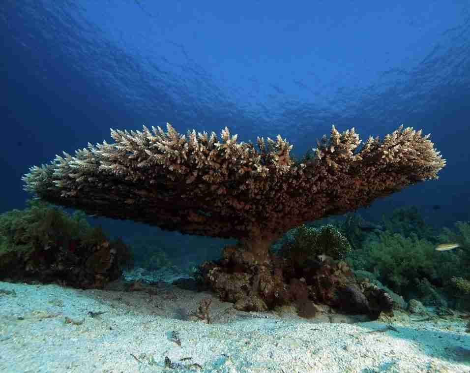 Table coral on a reef top at the Hurghada local dive sites