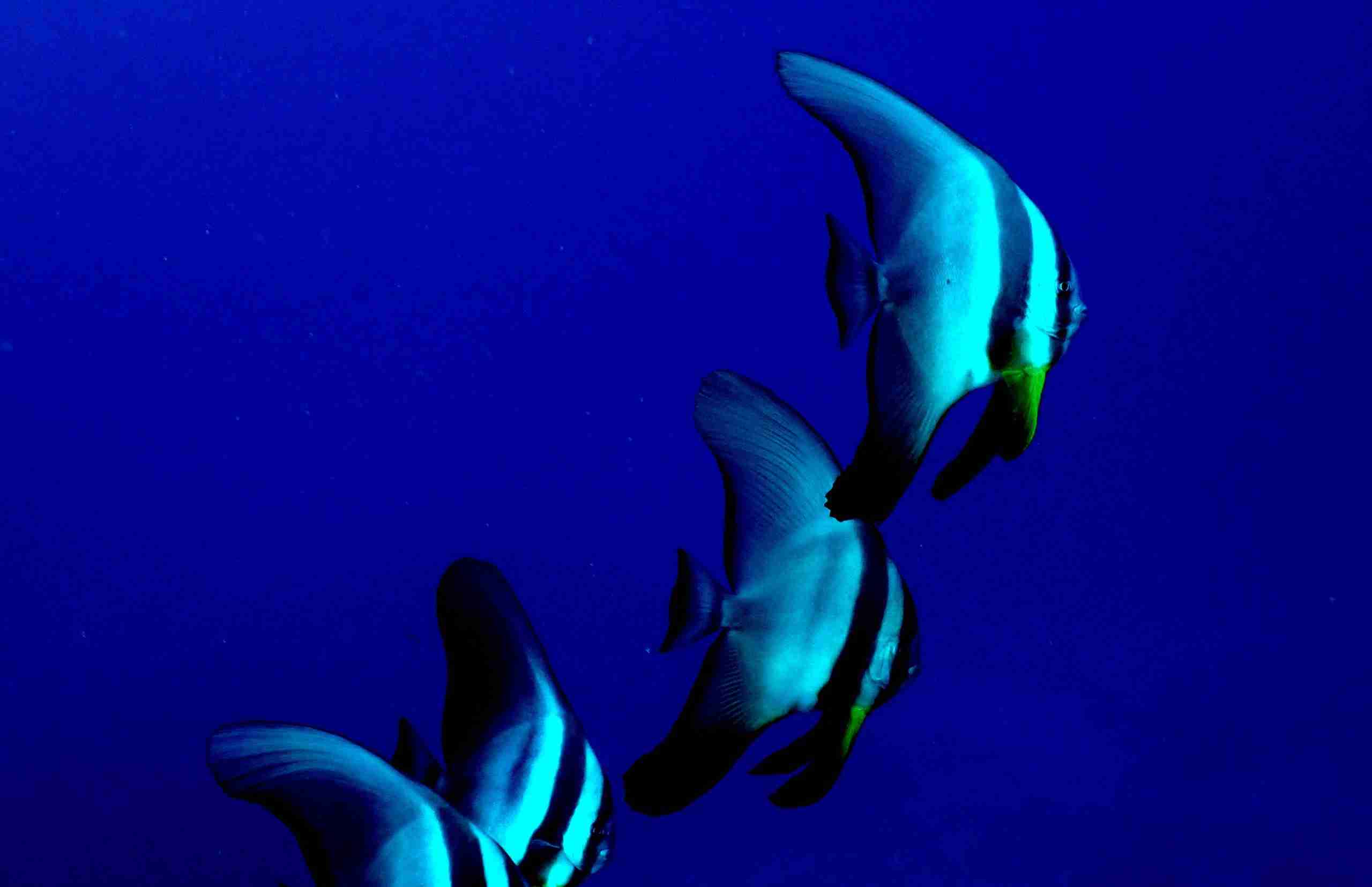 Batfish over a northern Red Sea reef