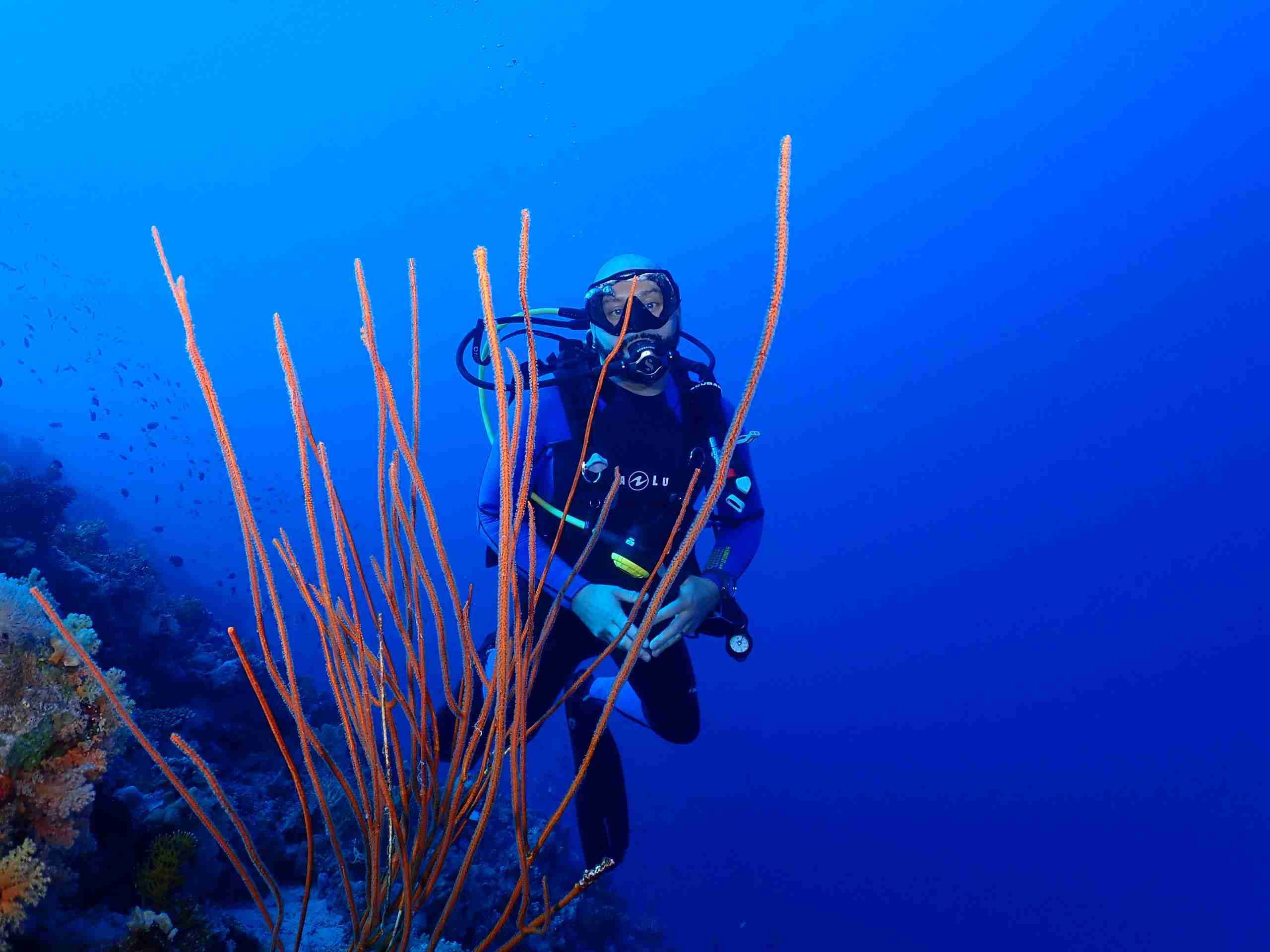 Diver in the southern Egyptian Red Sea