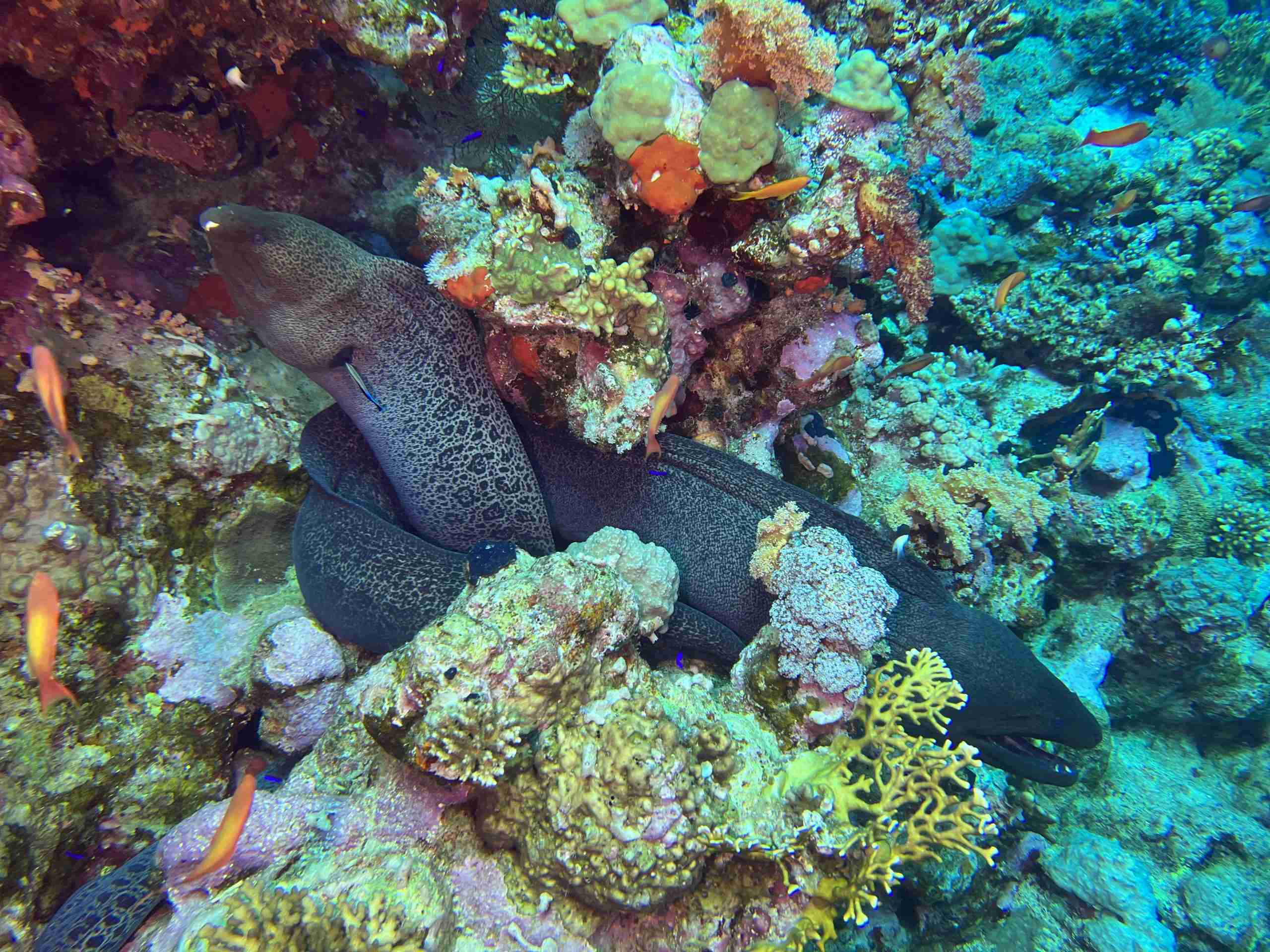 Giant moray eel on a Red Sea coral reef