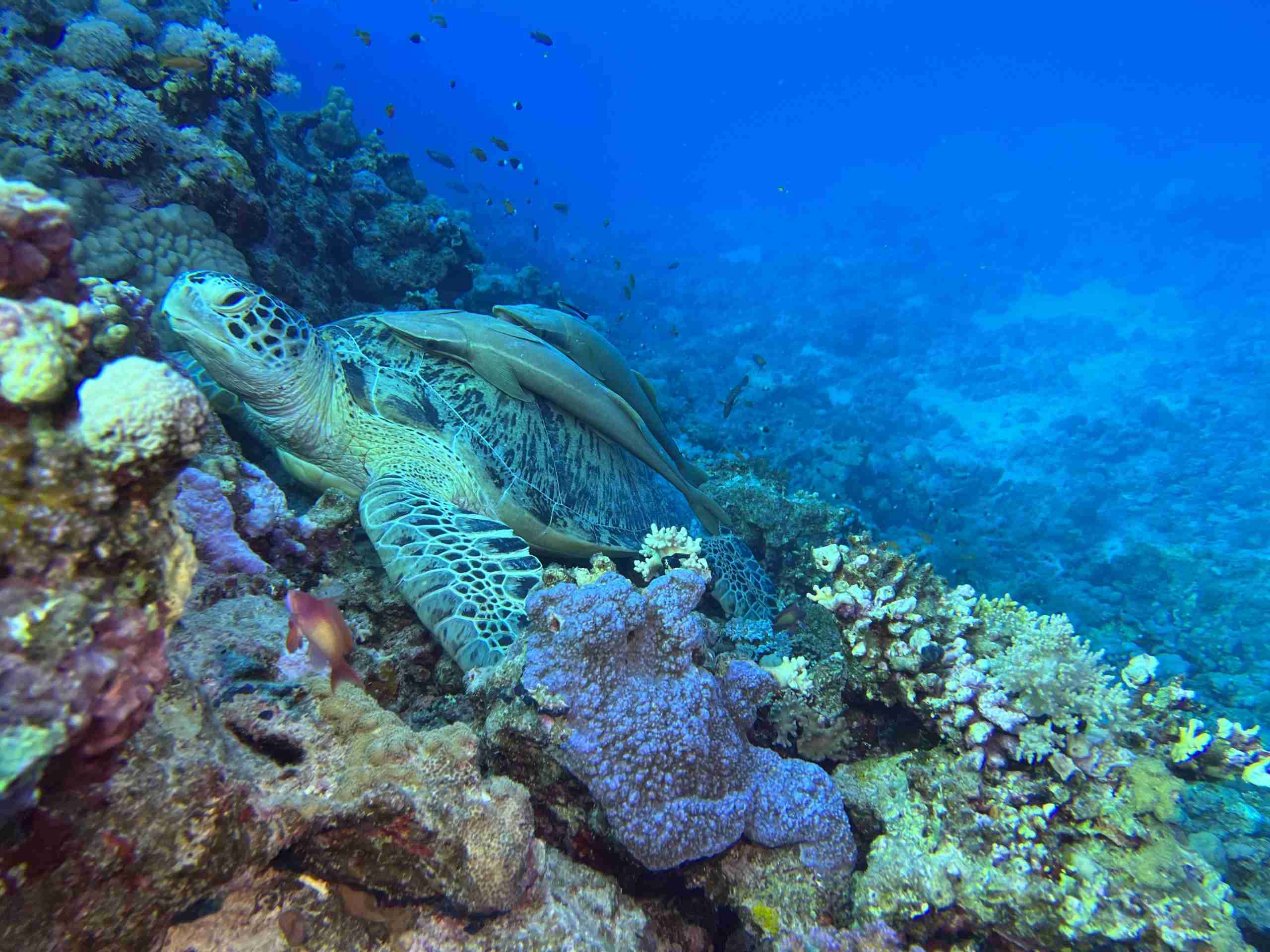 Turtle on the Elba Reef liveaboard route