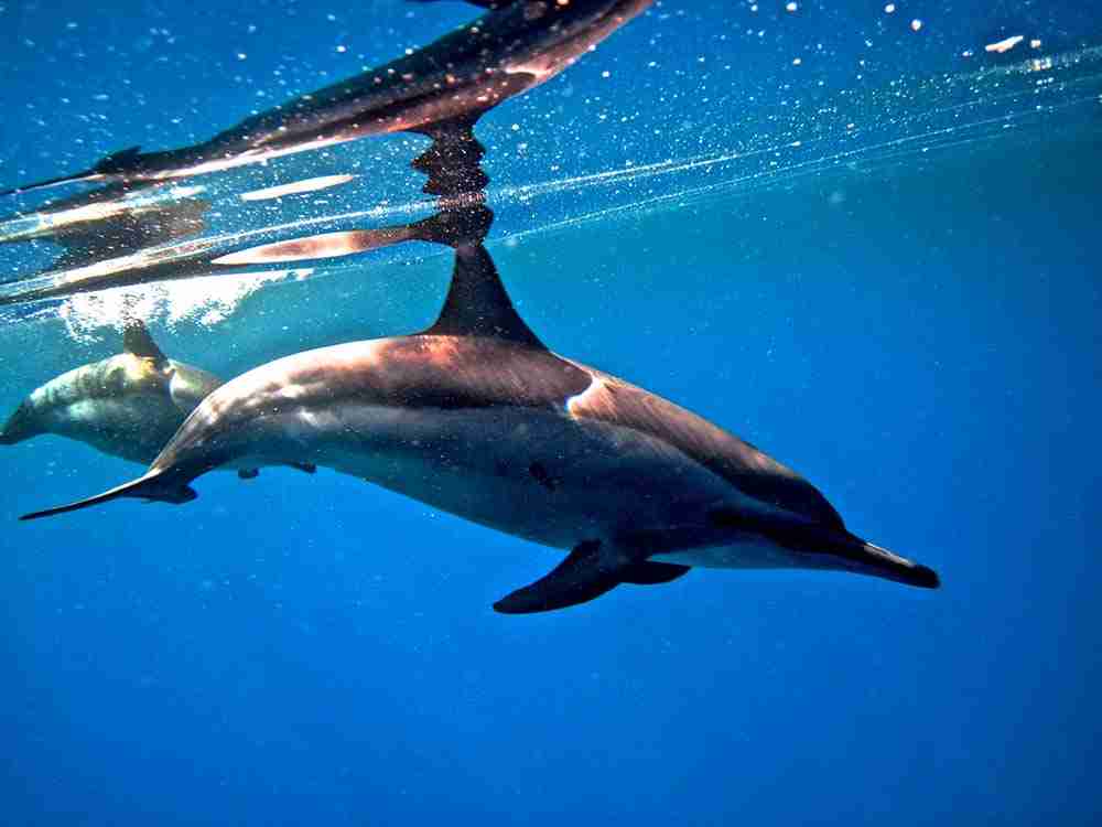Dolphin in the Egyptian Red Sea