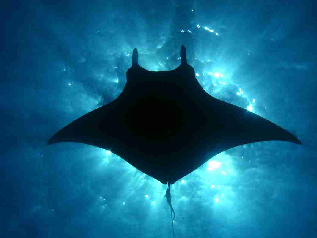 Manta ray in the Egyptian Red Sea