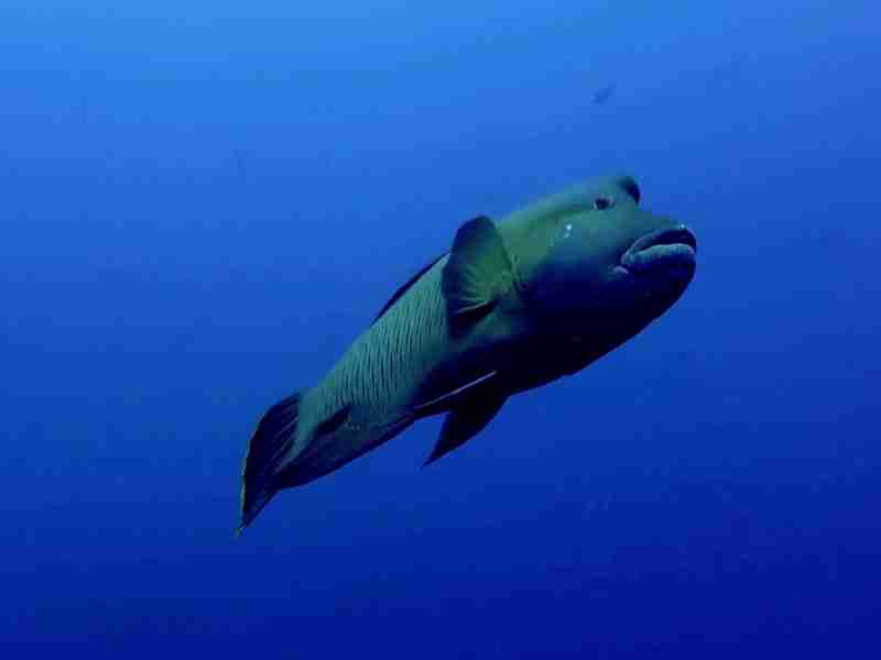 Napoleon wrasse on a southern Red Sea reef