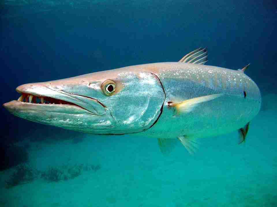 Large barracuda close to the reef edge