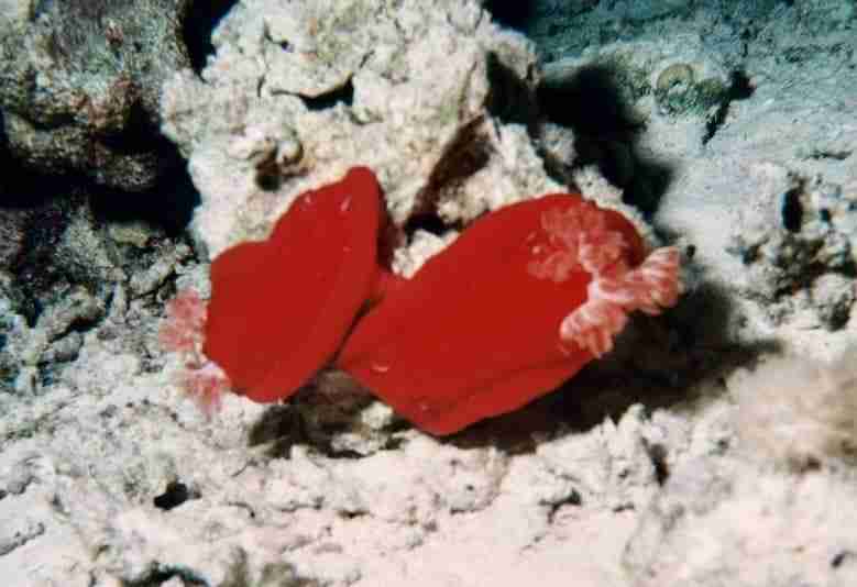 Spanish dancer nudibranch on a Sharm el-Sheikh diving site
