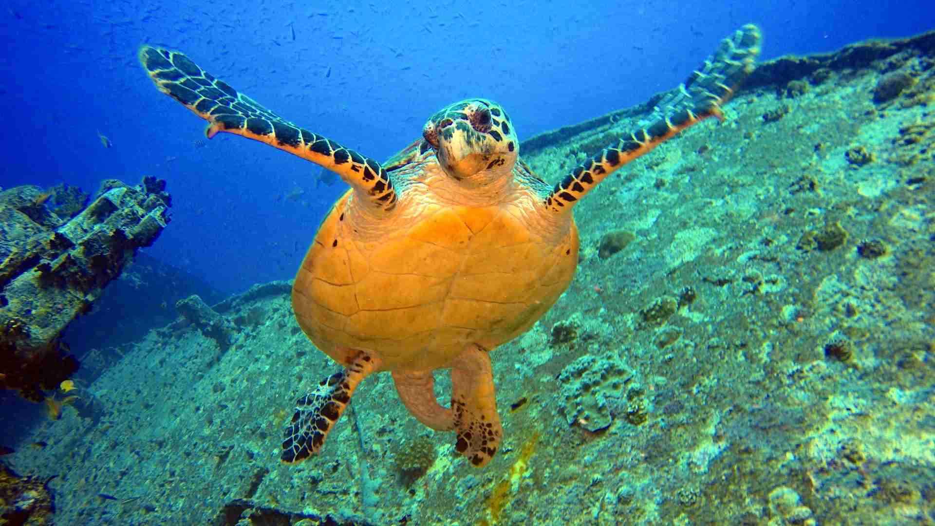 Green turtle resting on the Thistlegorm wreck
