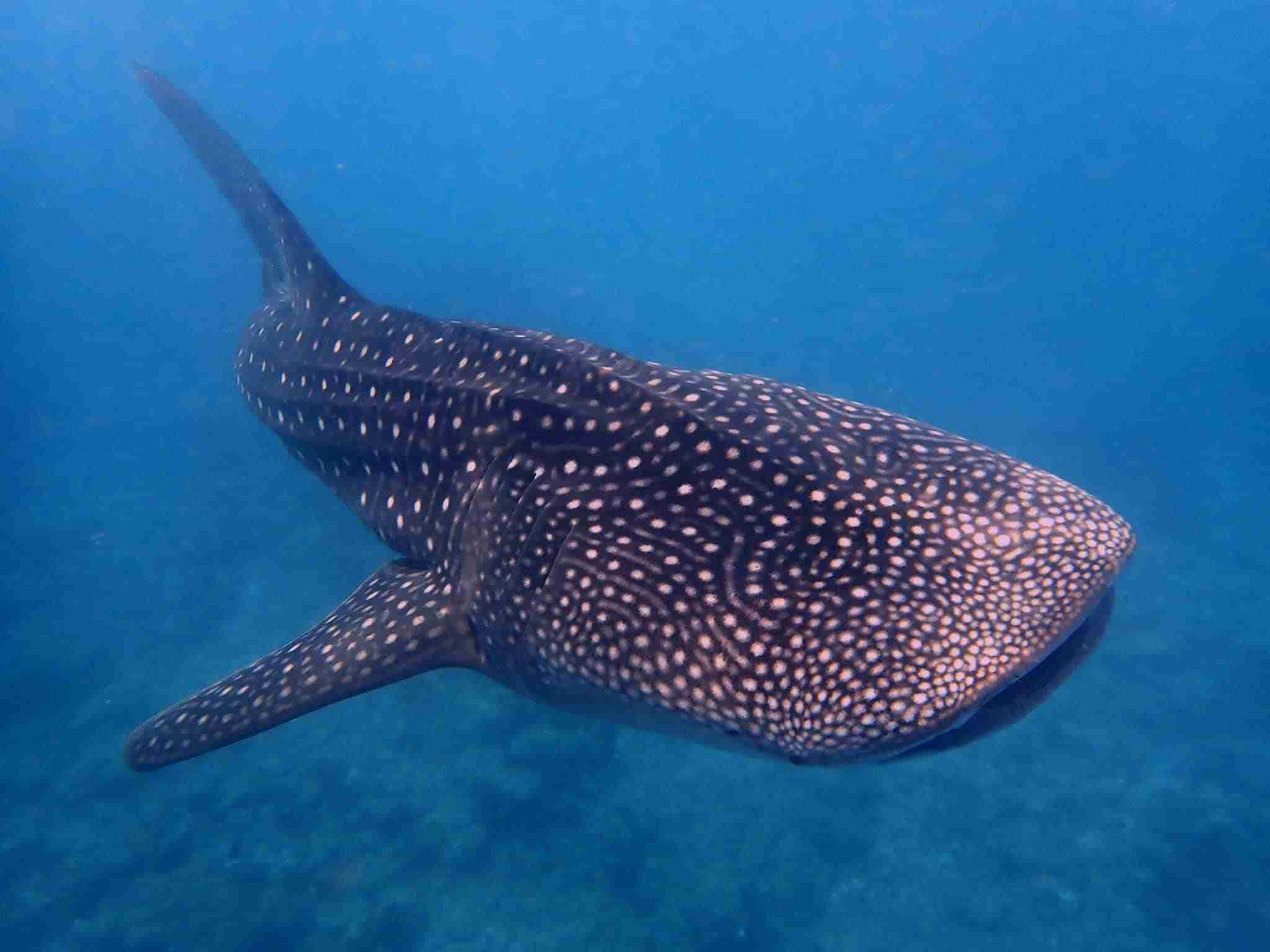 Whale shark in open water in the northern Red Sea