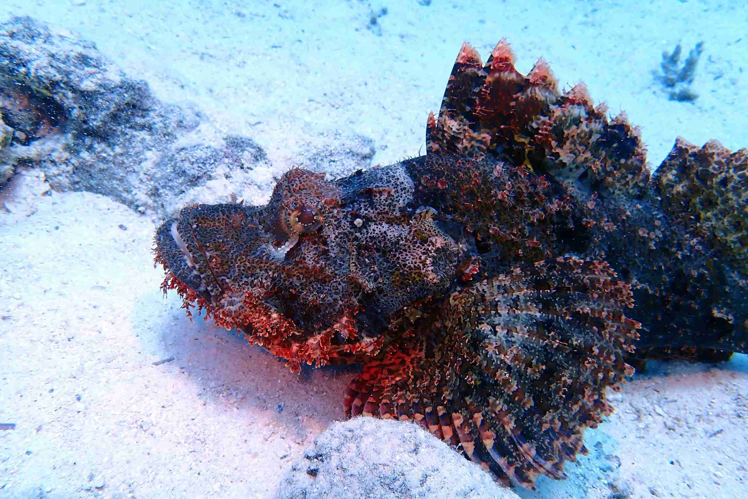 Scorpionfish resting on the sand, camouflaged against the seabed
