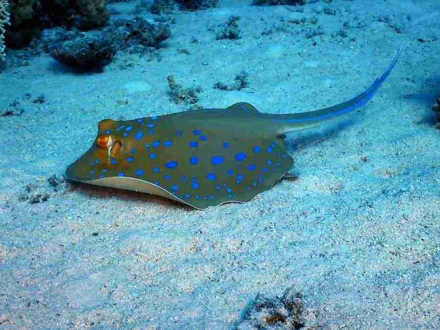 Bluespotted ribbontail ray resting on the sand