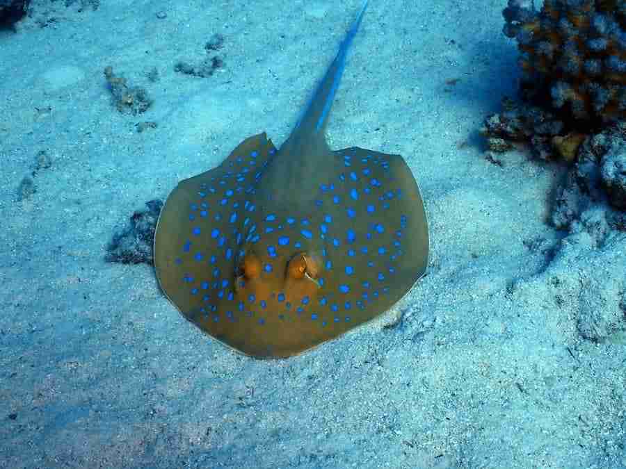 Bluespotted ribbontail ray on the sand at the Dahab local dive sites