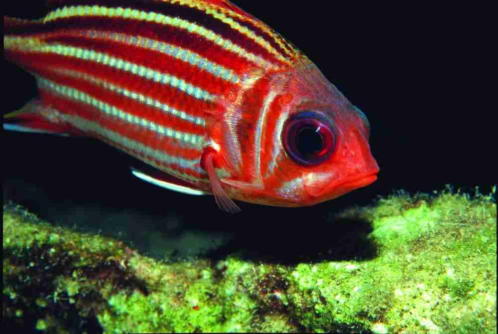 Squirrelfish over the reef at the southern Dahab dive sites