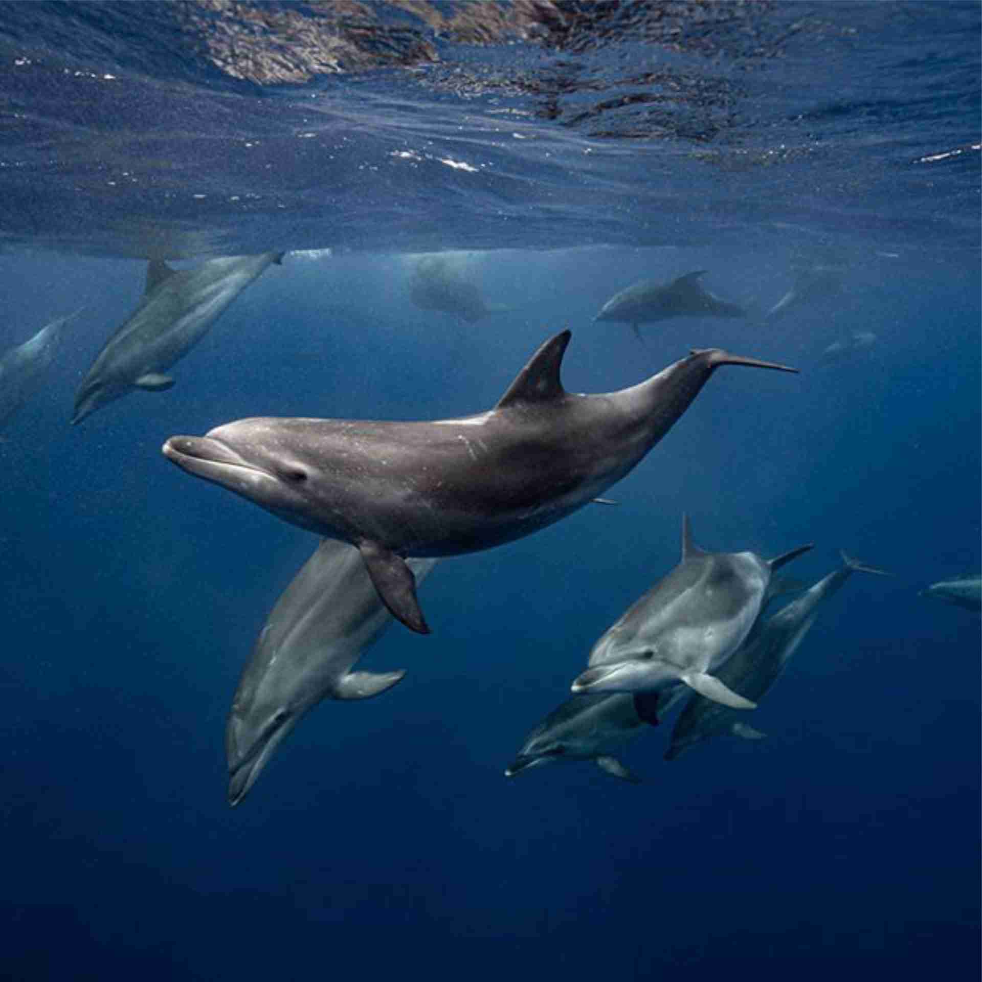 Spinner dolphins in the lagoon at Shaab El Erg