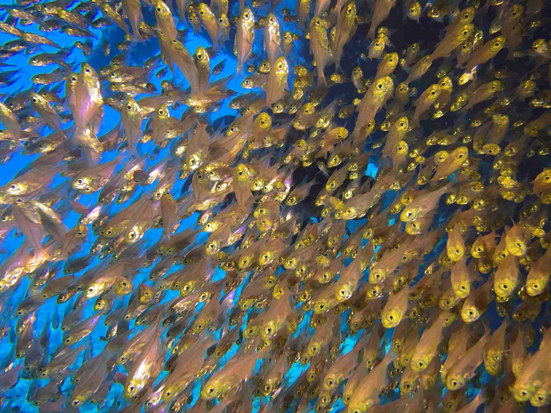 Glassfish filling an open cargo hold