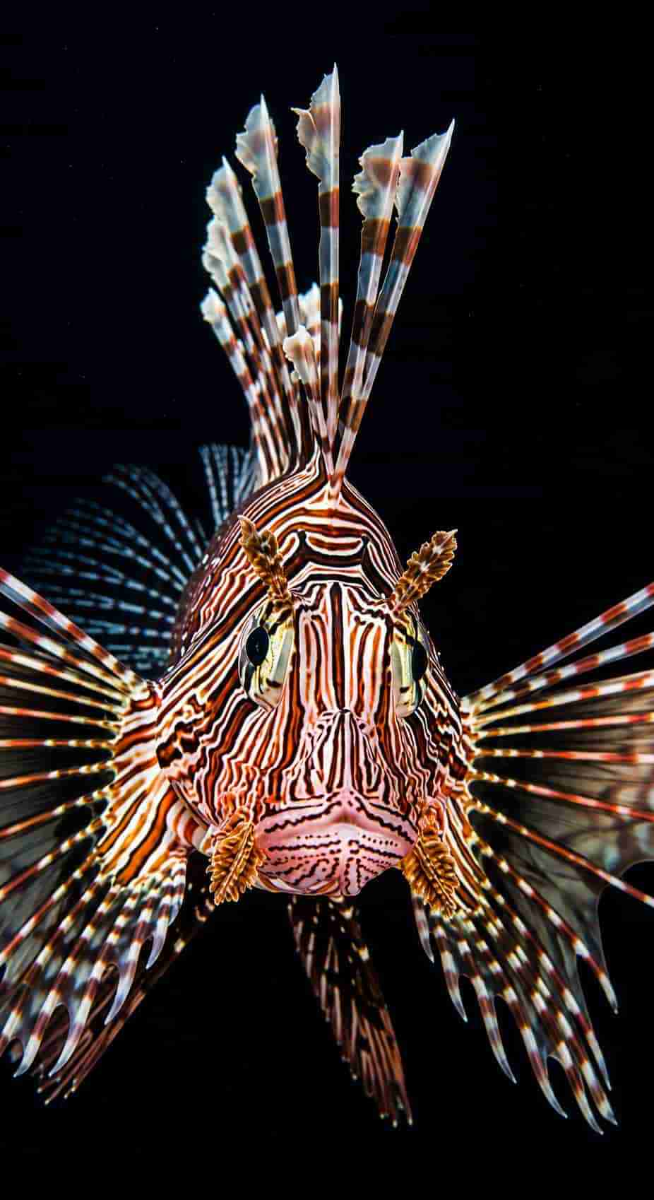 Lionfish in close-up on a sunken hull
