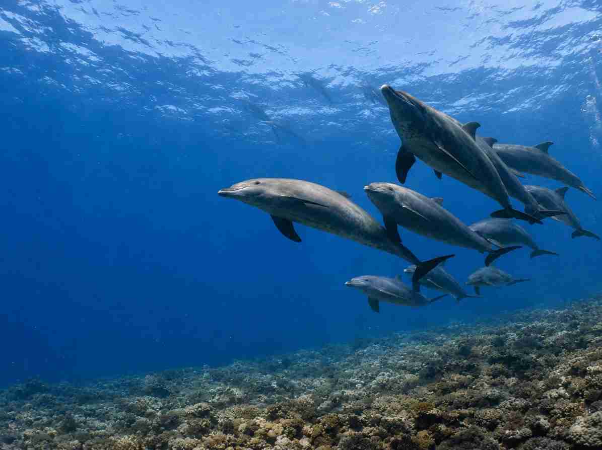 Bottlenose dolphins in the northern Red Sea