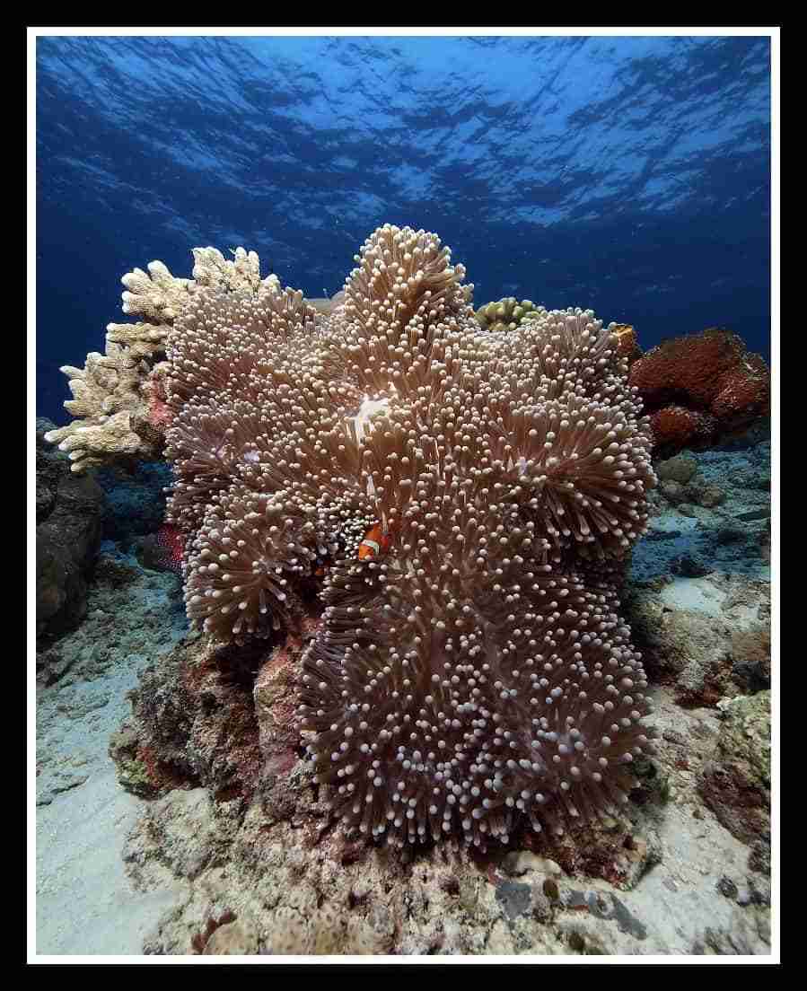 Sea anemone with clownfish sheltering in its tentacles