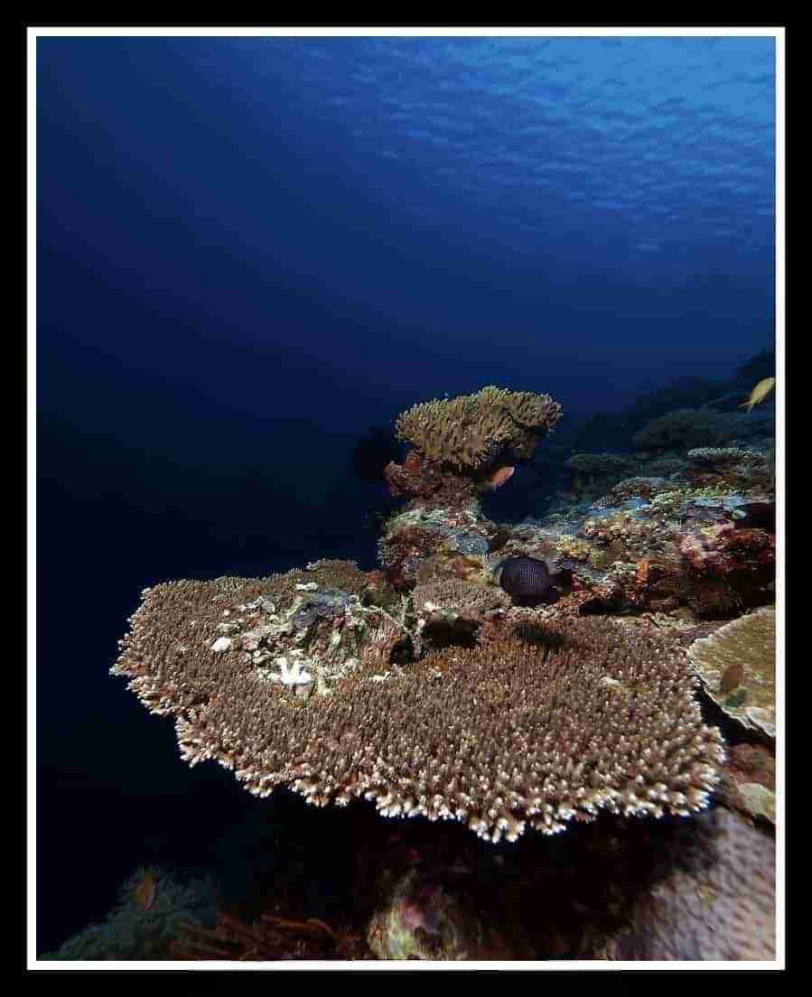 Table coral spreading over the reef at a Dahab shore diving site
