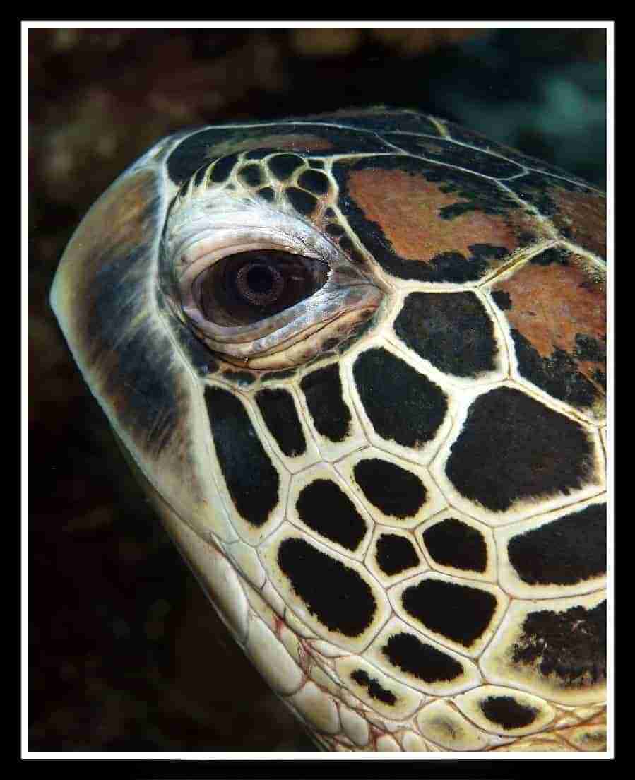 Hawksbill turtle close up over the reef