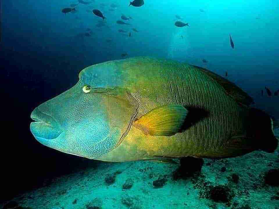 Napoleon wrasse close up over the sand in the Gulf of Aqaba