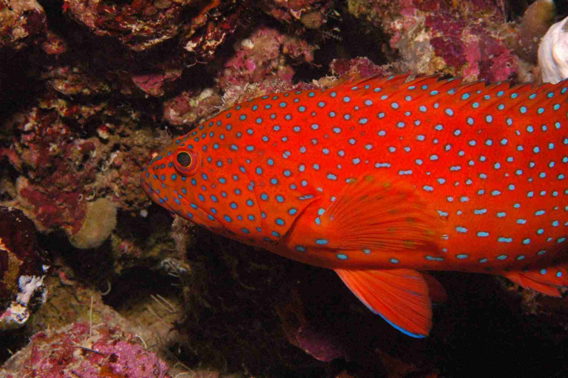 Coral grouper on the reef at Small Giftun