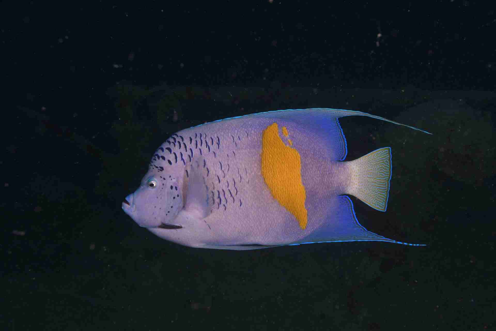 Reef slope at Ras Amira, one of the Taba dive sites