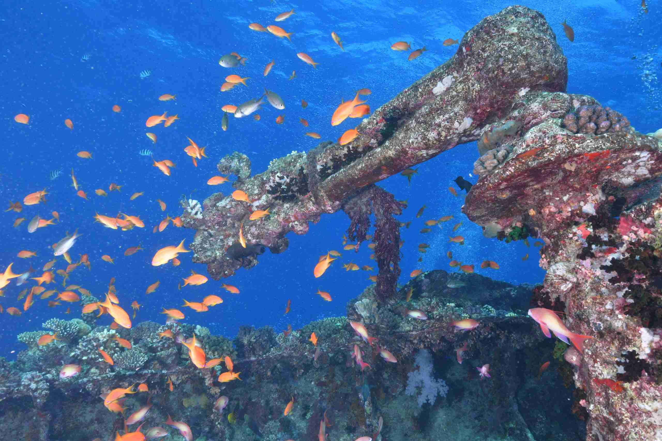 The Kingston wreck at Shag Rock in the Strait of Gubal