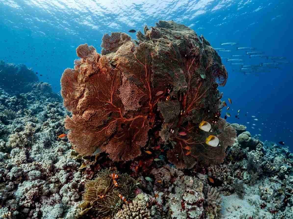 A giant sea fan in the deep blue
