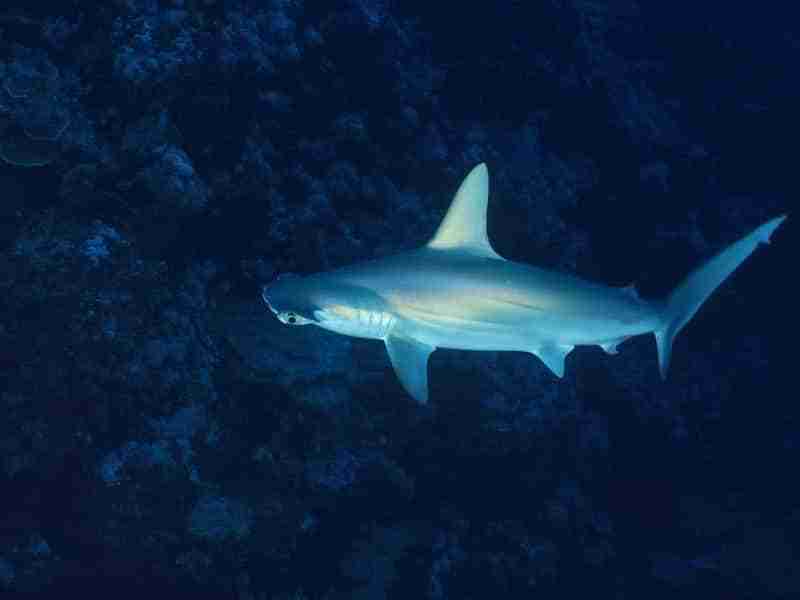 Hammerhead shark in open water in the northern Red Sea