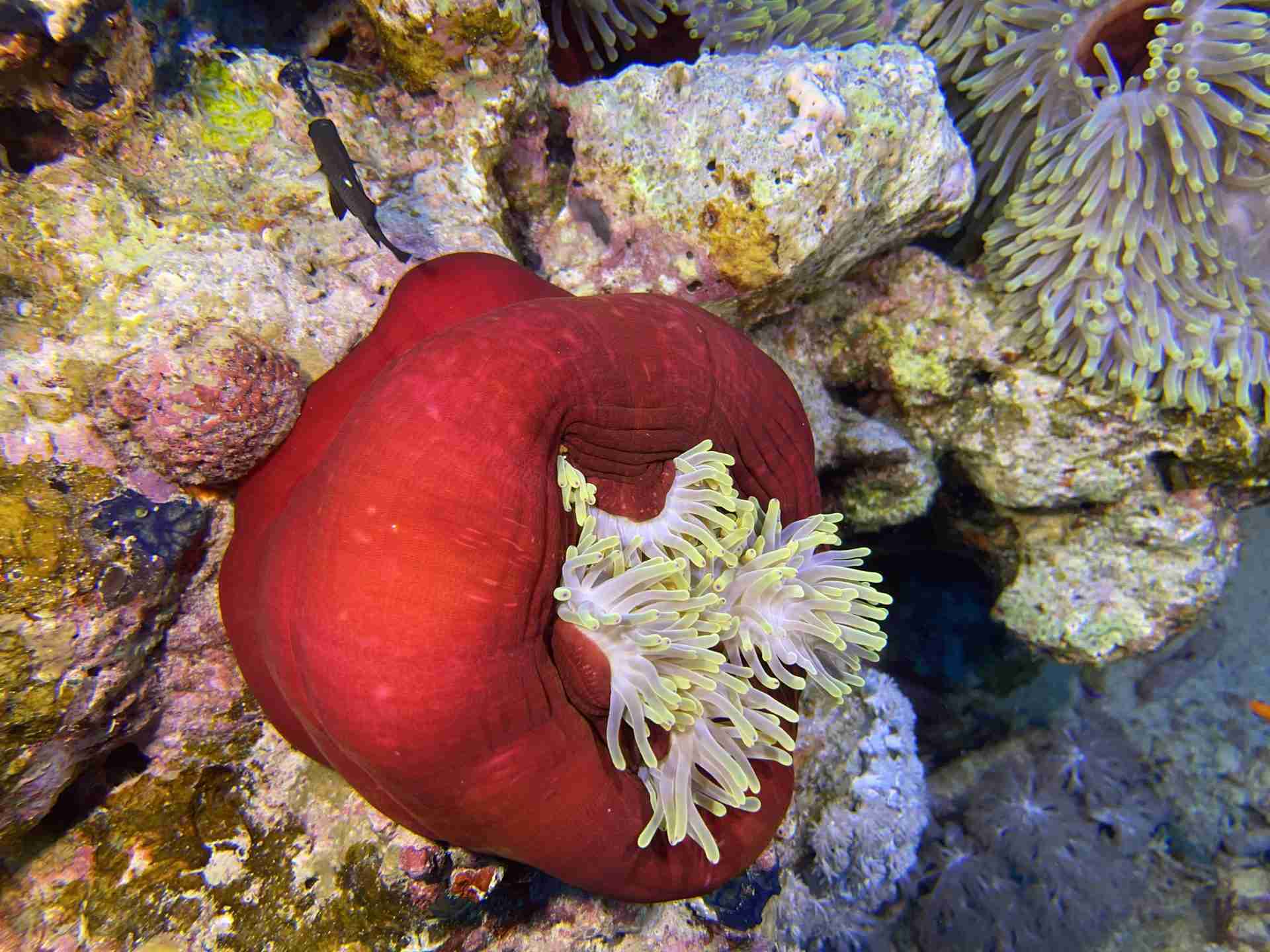 Red anemone with anemonefish on the shallow reef
