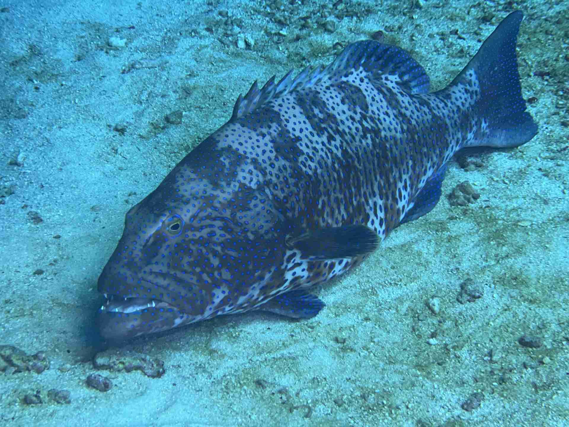 Grouper on the sand beside the reef near Hurghada
