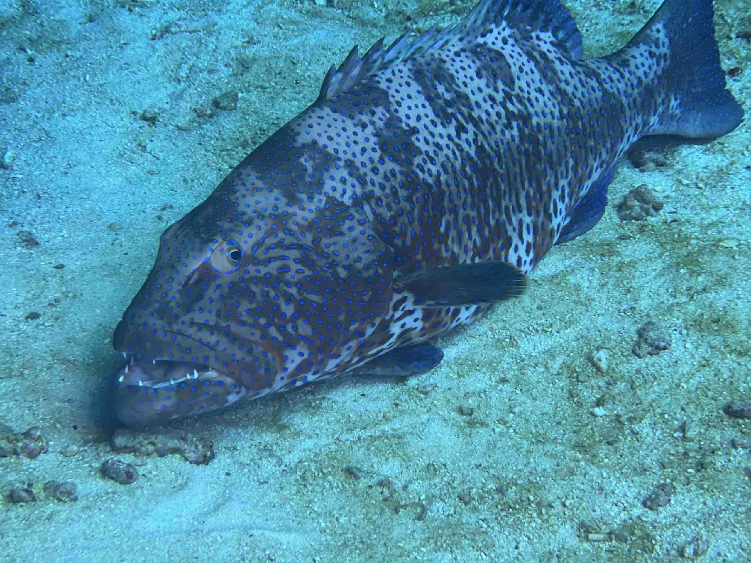 Grouper over the sand beside the reef