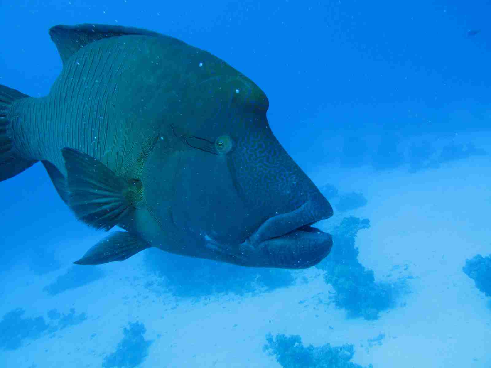 Napoleon wrasse over the reef in the northern Gulf of Aqaba