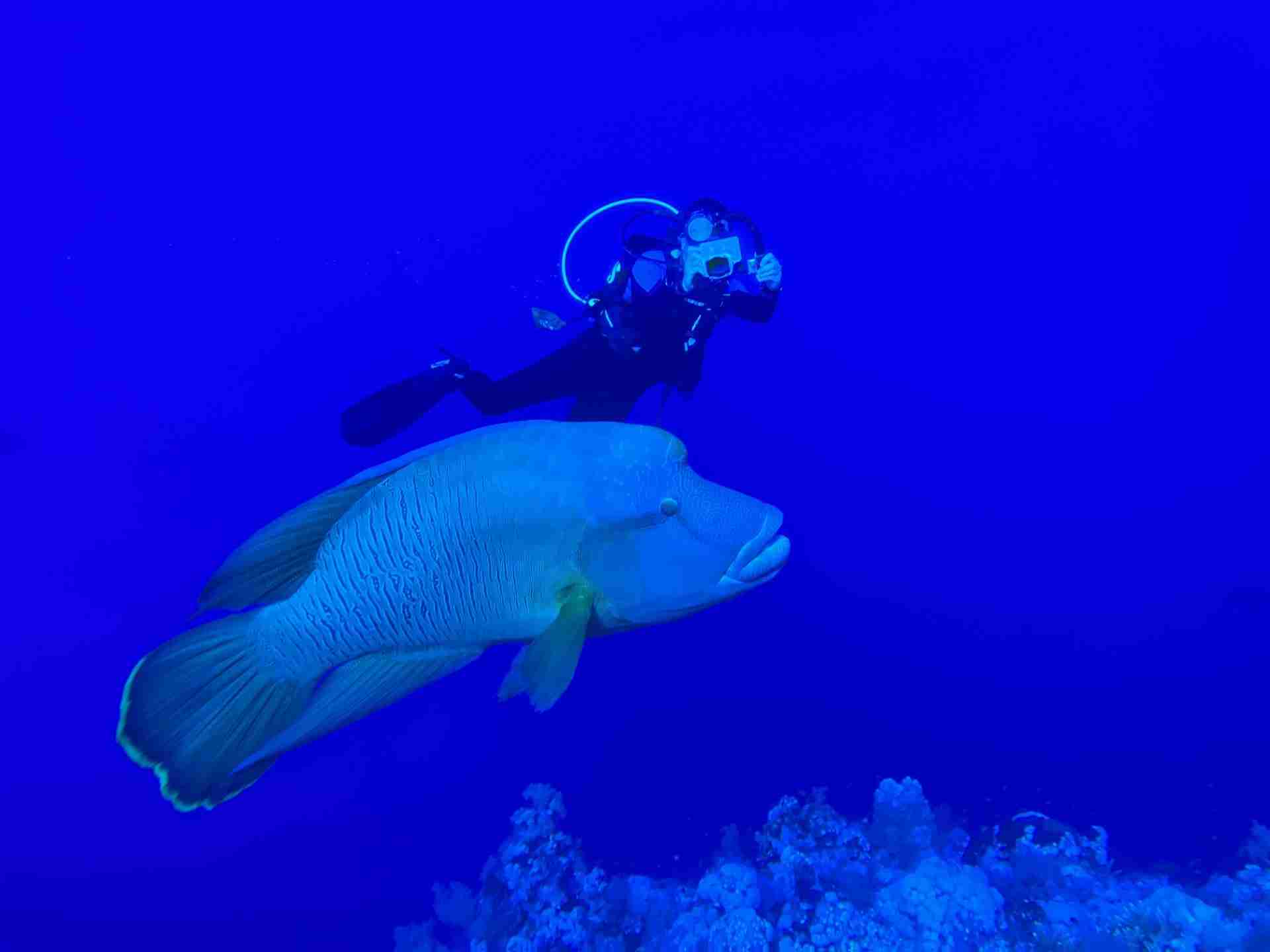 Napoleon wrasse and a diver over the reef at Small Giftun