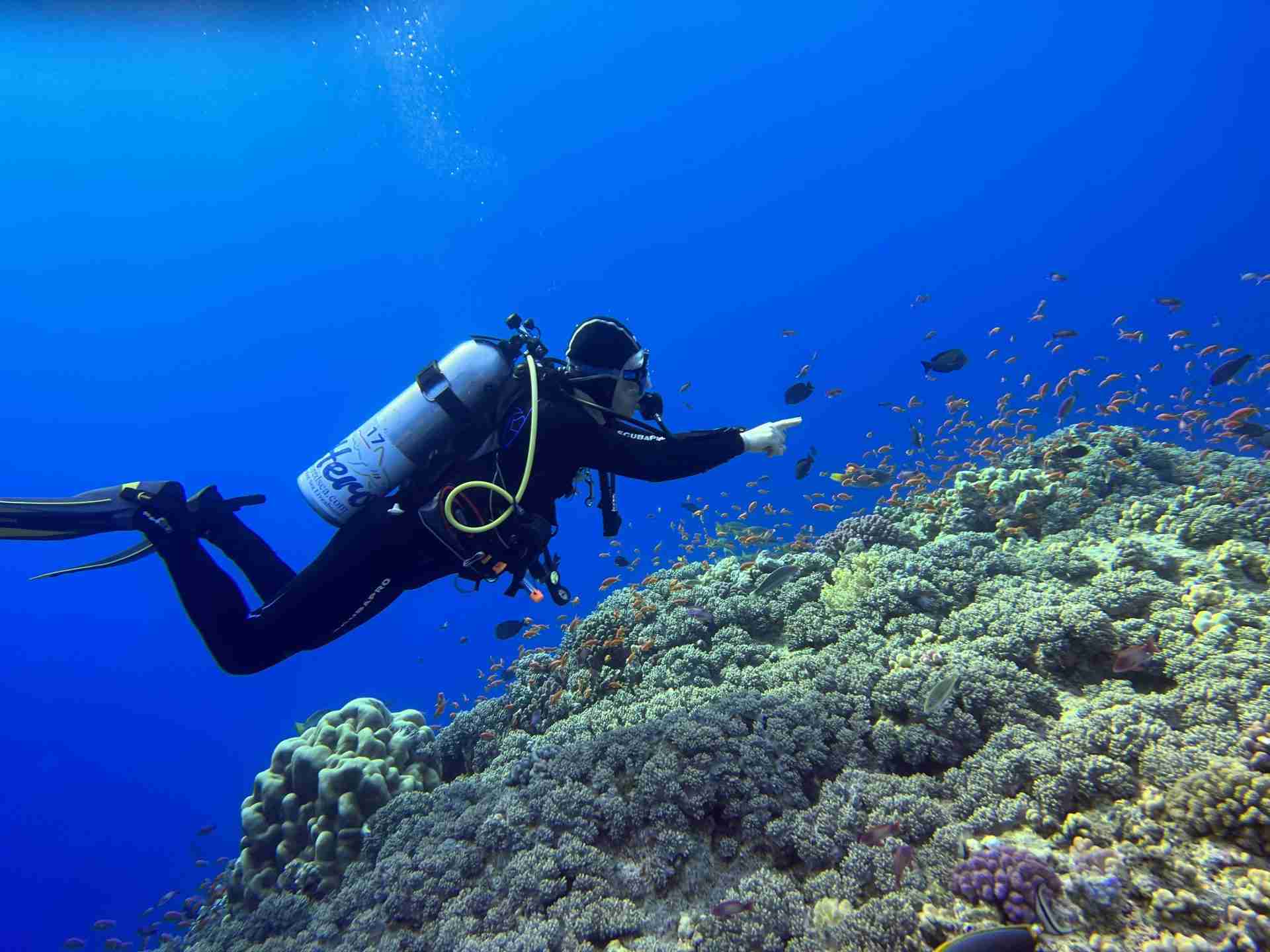 Diver over the coral at Gota Abu Ramada, the Aquarium