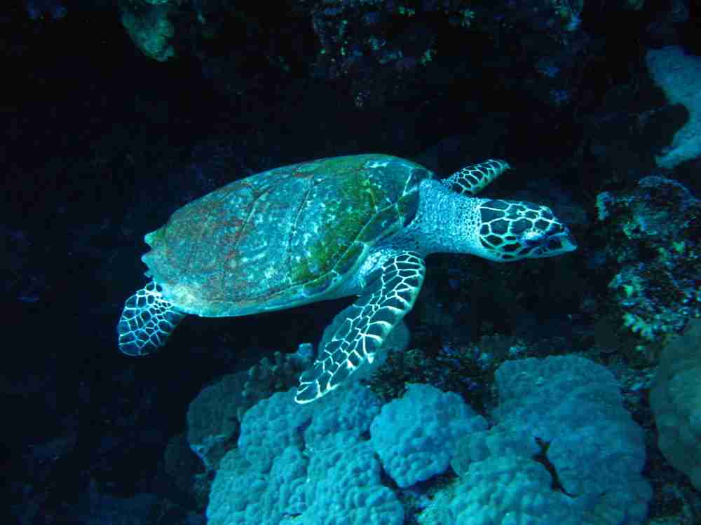Turtle on the reef at the Taba dive sites