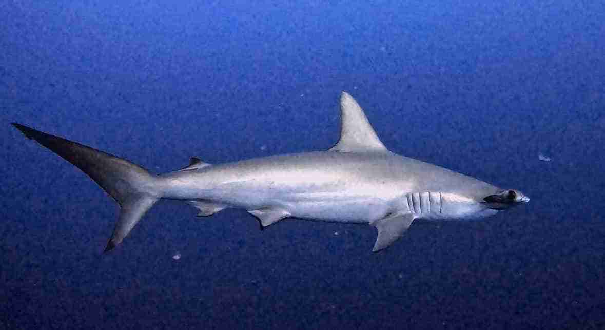 Hammerhead shark passing close to the reef edge