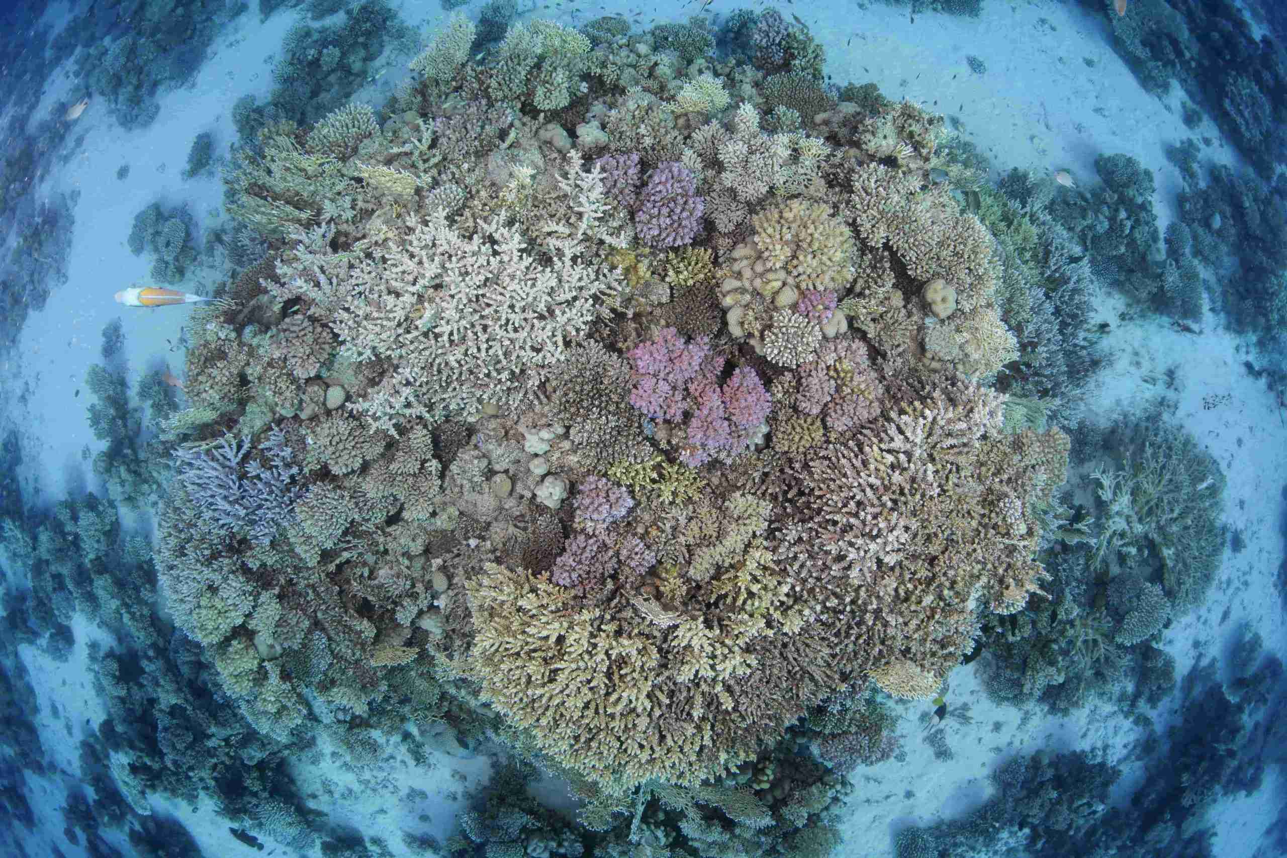 Hard coral head on the reef at Blue Hole Dahab