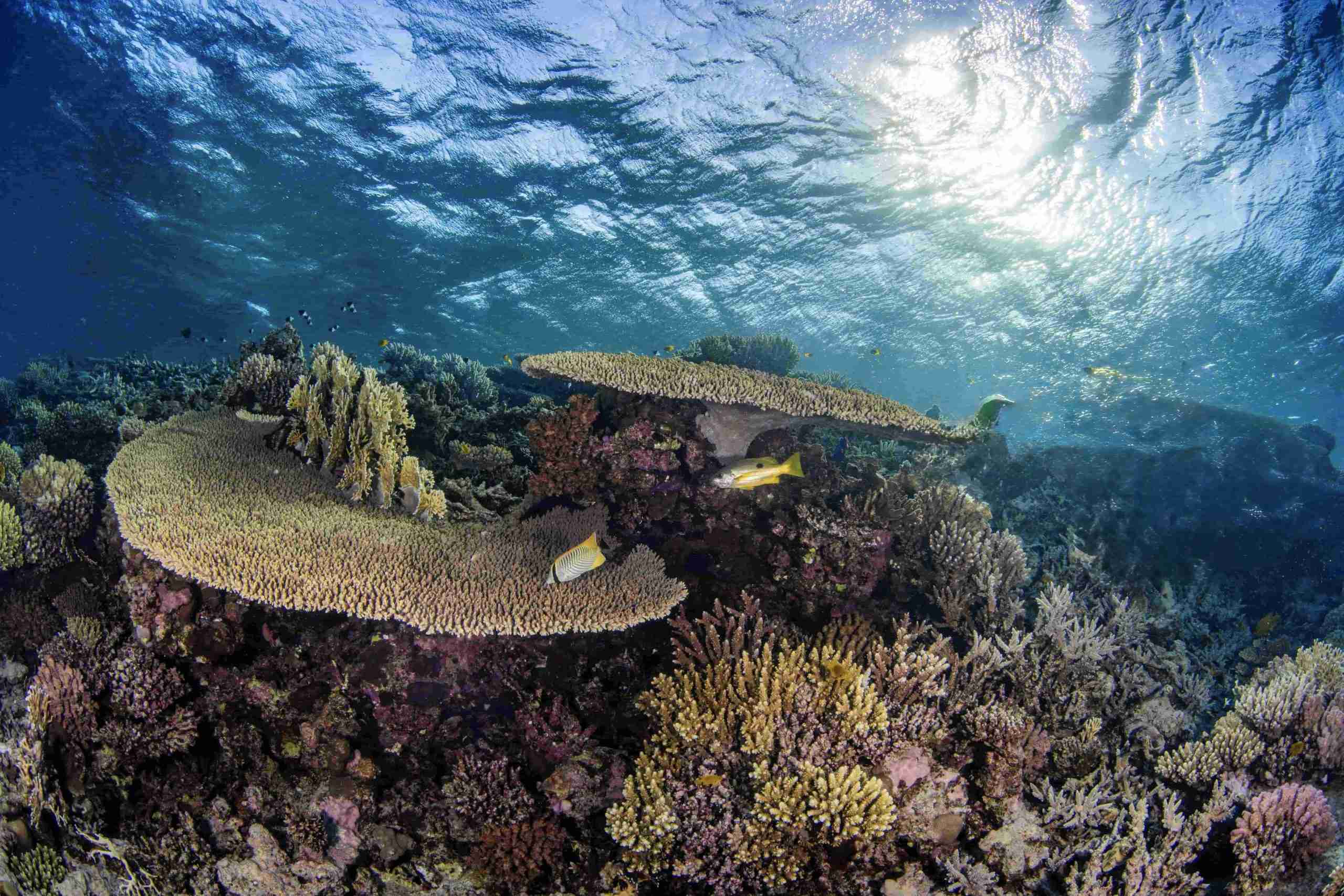 Table corals and reef fish in shallow water at Blue Hole Dahab