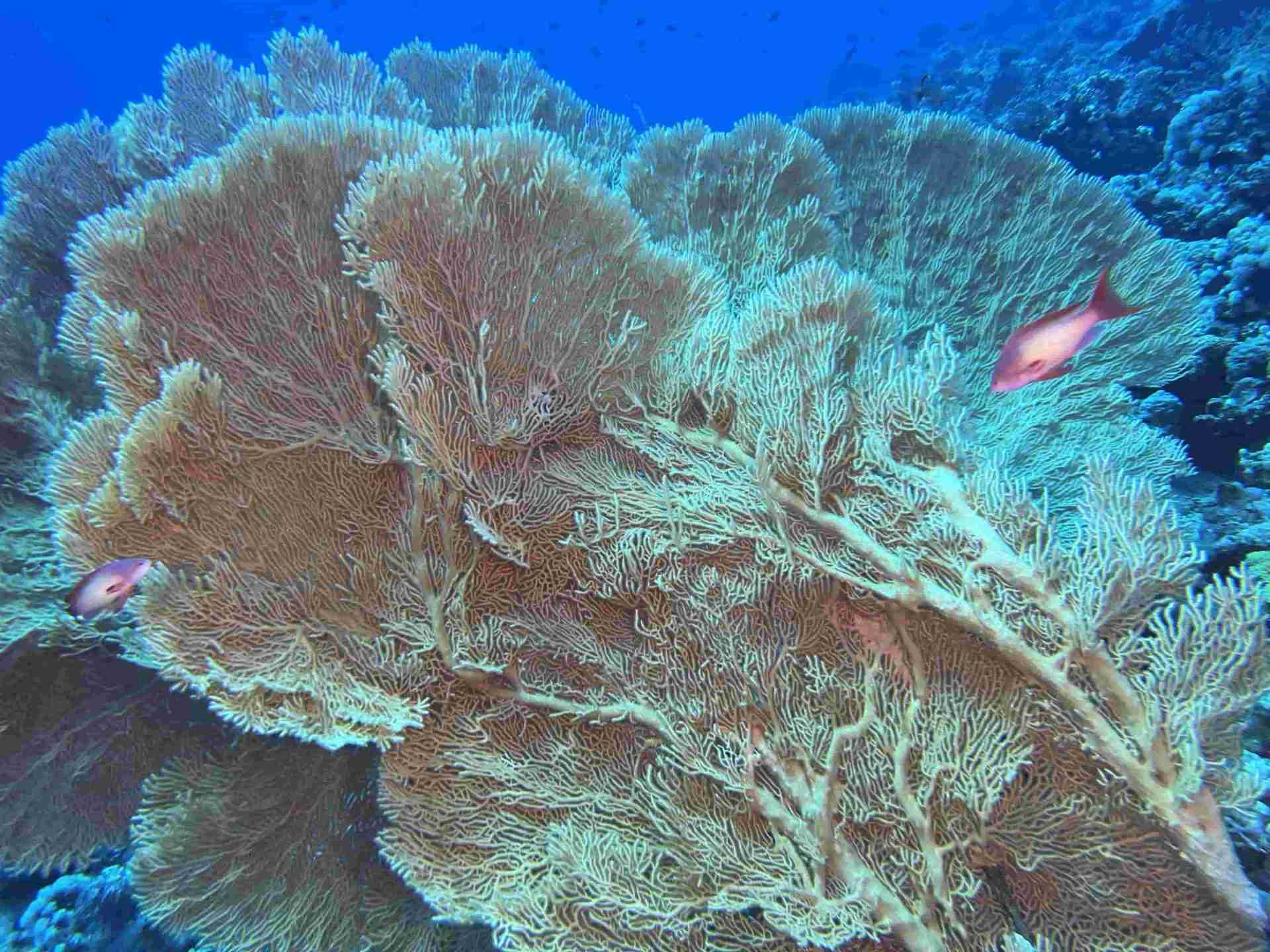 Gorgonian fan catching the current on an exposed reef wall