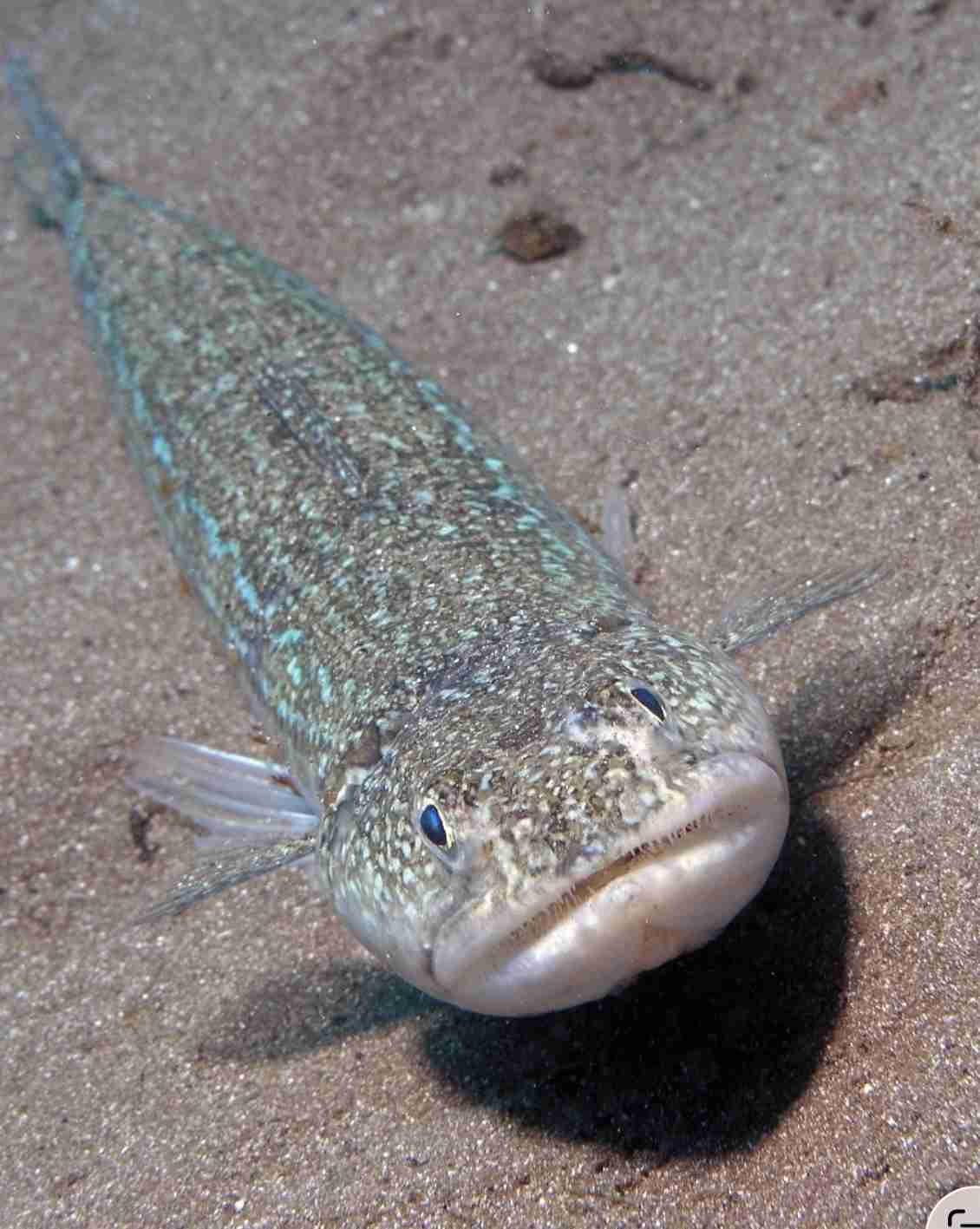 Variegated lizardfish resting on the sand